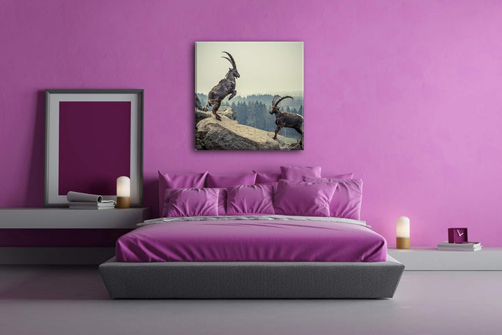 deyoli kämpfende Steinböcke Format: 70x70 als Leinwand, Motiv fertig gerahmt auf Echtholzrahmen, Hoc