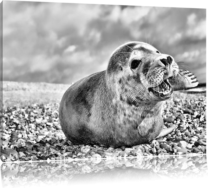 Pixxprint Monocrome, Süsse Robbe auf Steinstrand, Format: 100x70 auf Leinwand, 100x70