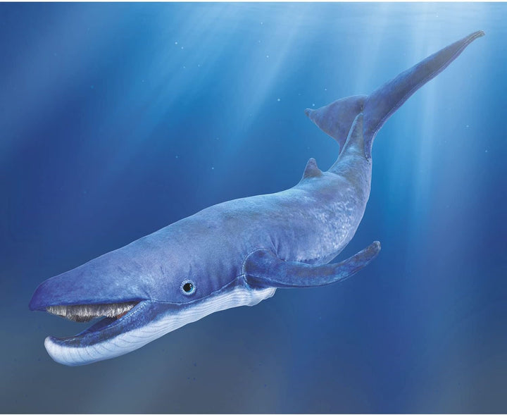 Blauwal/Blue Whale