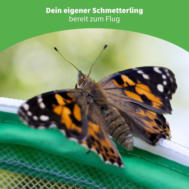 Hagemann Schmetterlingsgarten – Schmetterlinge züchten Set mit 5–7 Distelfalter Raupen | Natur Exper