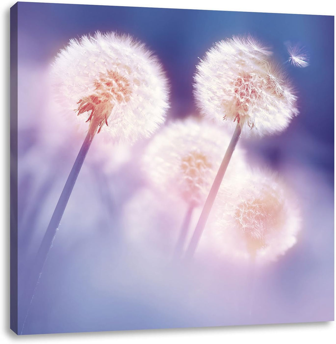 Pixxprint Pusteblumen im morgendlichen Wind als Leinwandbild/Grösse: 70x70 cm/Wandbild/Kunstdruck/fe