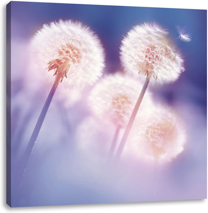 Pixxprint Pusteblumen im morgendlichen Wind als Leinwandbild/Grösse: 70x70 cm/Wandbild/Kunstdruck/fe