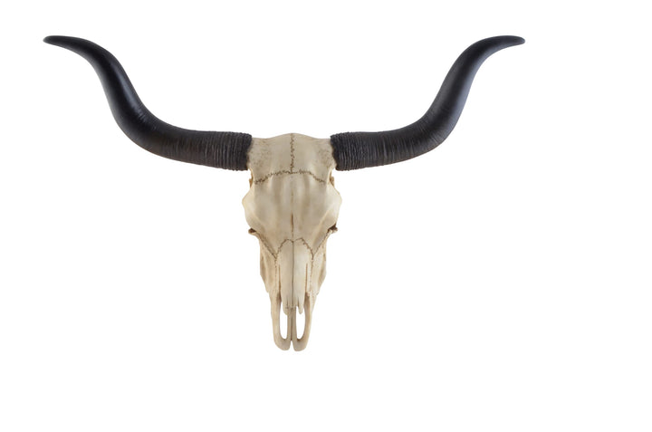 VOGLER Joh. Vogler GmbH Longhorn-Rinderschädel - by Veronese