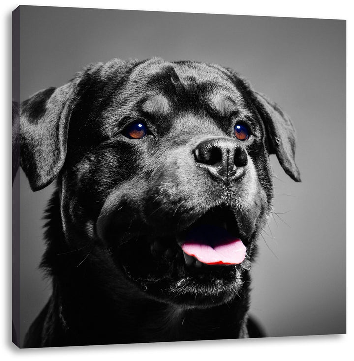 Pixxprint aufmerksamer Rottweiler als Leinwandbild/Grösse: 70x70 cm/Wandbild/Kunstdruck/fertig bespa