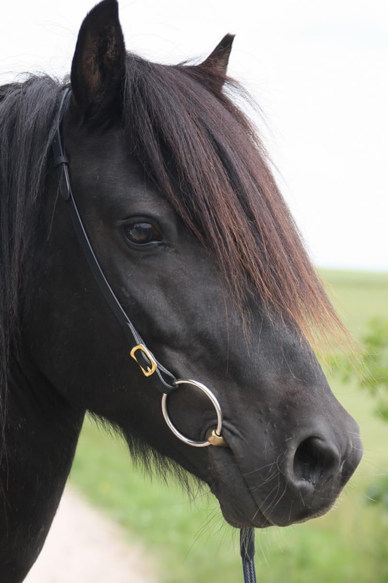 Karlslund Kopfstück Iceland Headstall, Chrome
