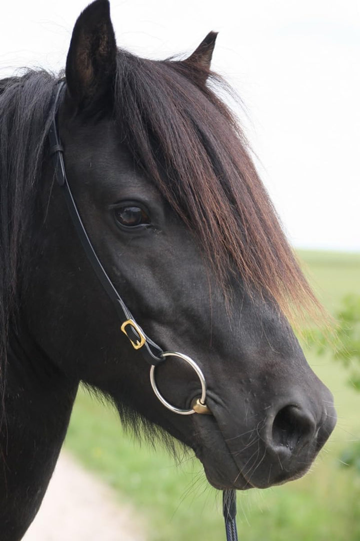 Karlslund Kopfstück Iceland Headstall, Chrome