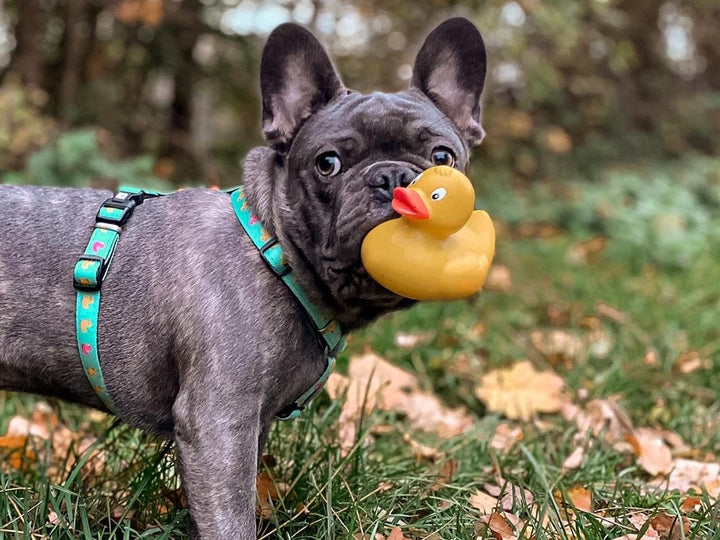 Max &amp; Molly Hundegeschirr in H-Form, Ultrabequemes Geschirr Hund aus Neopren für kleine Hunde, Duckl