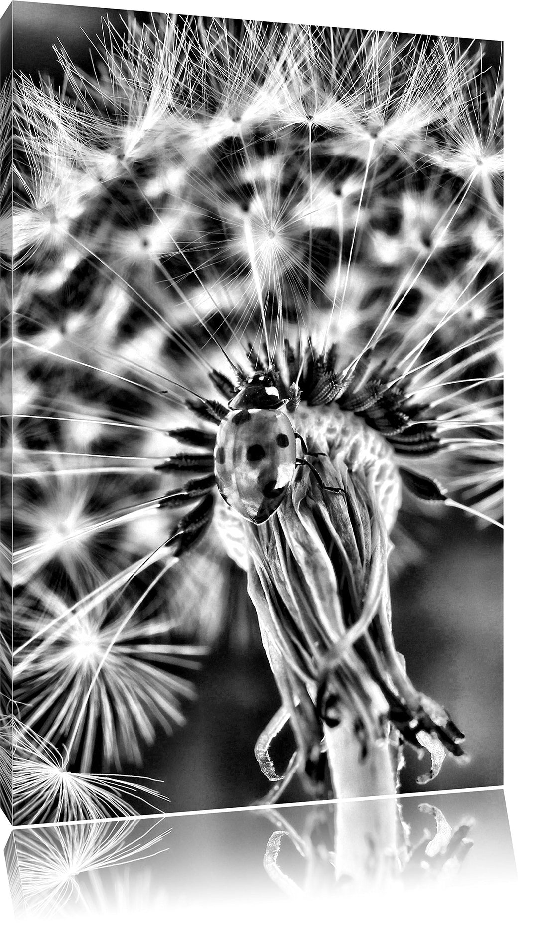 Pixxprint Monocrome, Marienkäfer auf Pusteblume, Format: 100x70 auf Leinwand, 100x70