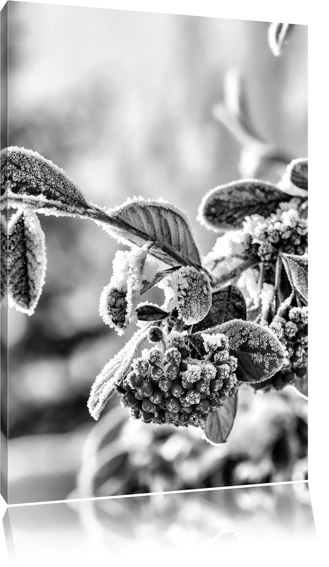 Pixxprint Vogelbeeren im Winter als Leinwandbild/Grösse: 100x70 / Wandbild/Kunstdruck/fertig bespann