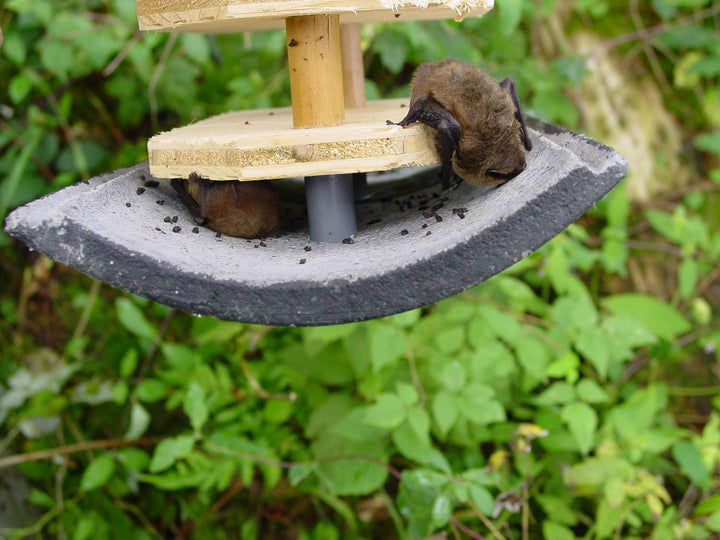 Schwegler Fledermaus-Grossraumhöhle Typ 1FS