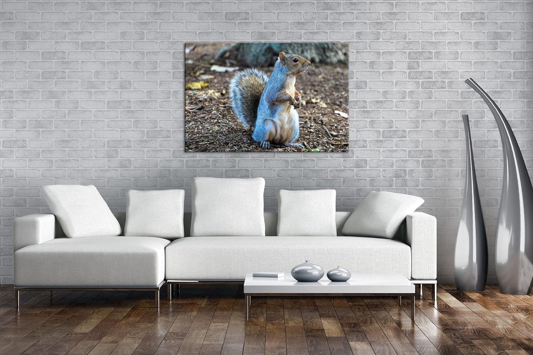deyoli niedliches Eichhörnchen im Park Format: 80x60 als Leinwandbild, Motiv fertig gerahmt auf Echt
