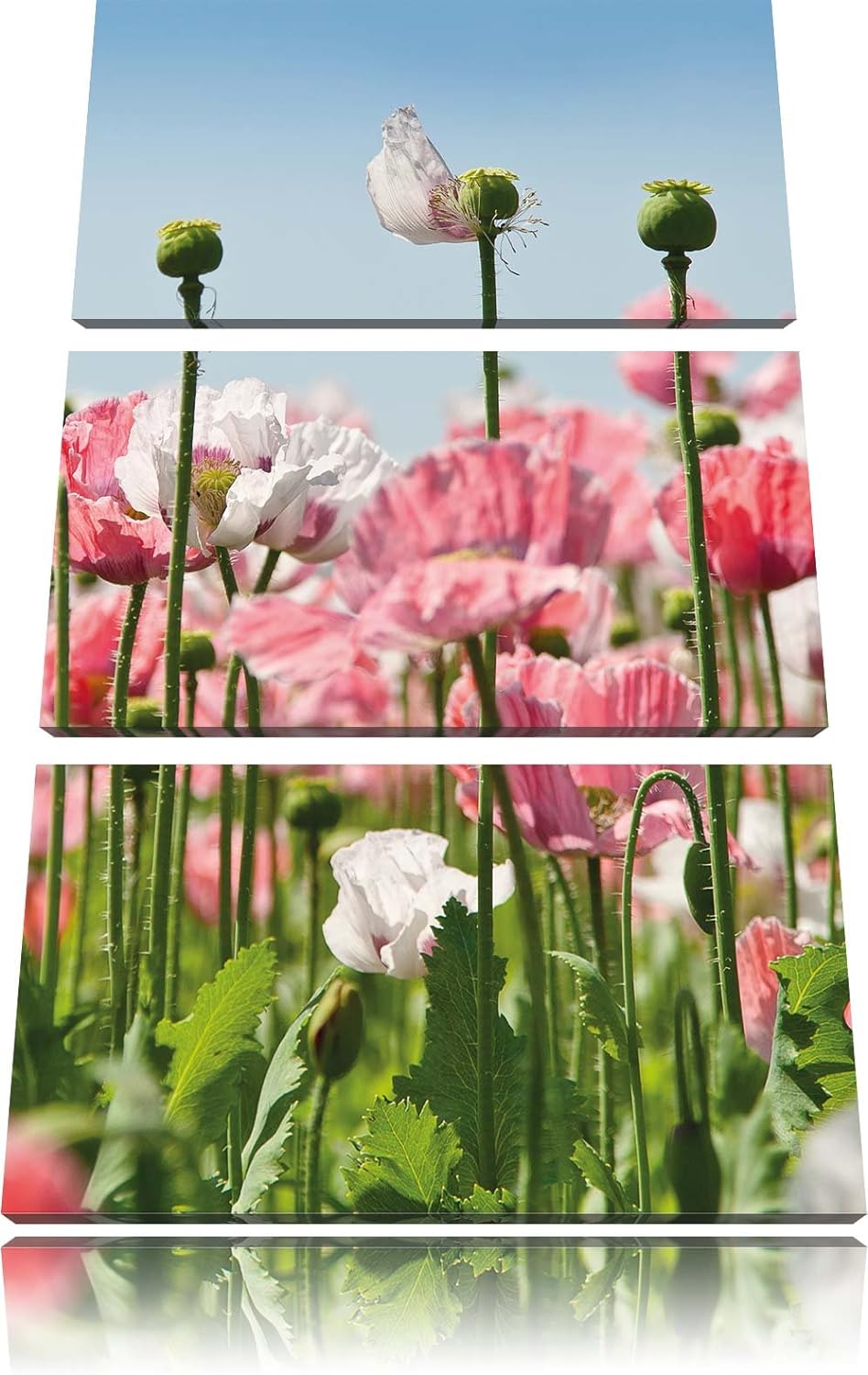 Pixxprint Blumenwiese Mohnblumen als Leinwandbild/Grösse: 3 Teilig (120x80 cm) cm/Wandbild/Kunstdruc