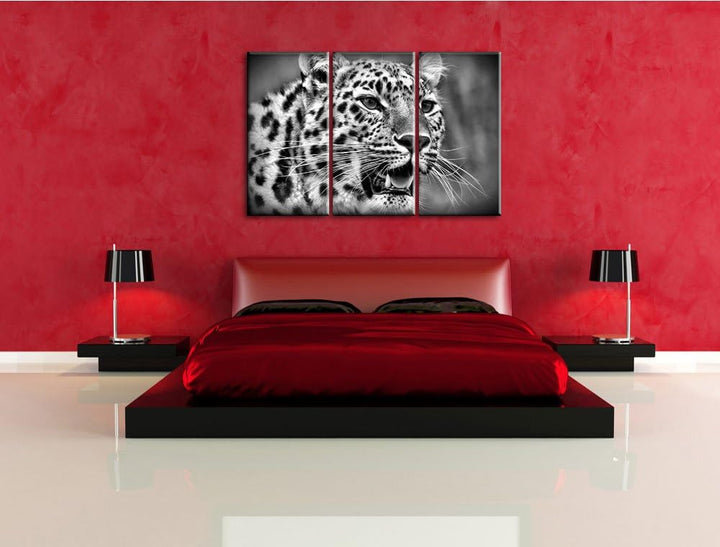 Pixxprint ausgewachsener Leopard als Leinwandbild/Grösse: 3 Teilig (120x80) cm/Wandbild/Kunstdruck/f