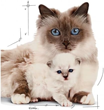 Royal Canin Mother & Babycat Mousse | 12 x 195 g | Alleinfuttermittel für Katzen | Speziell für die