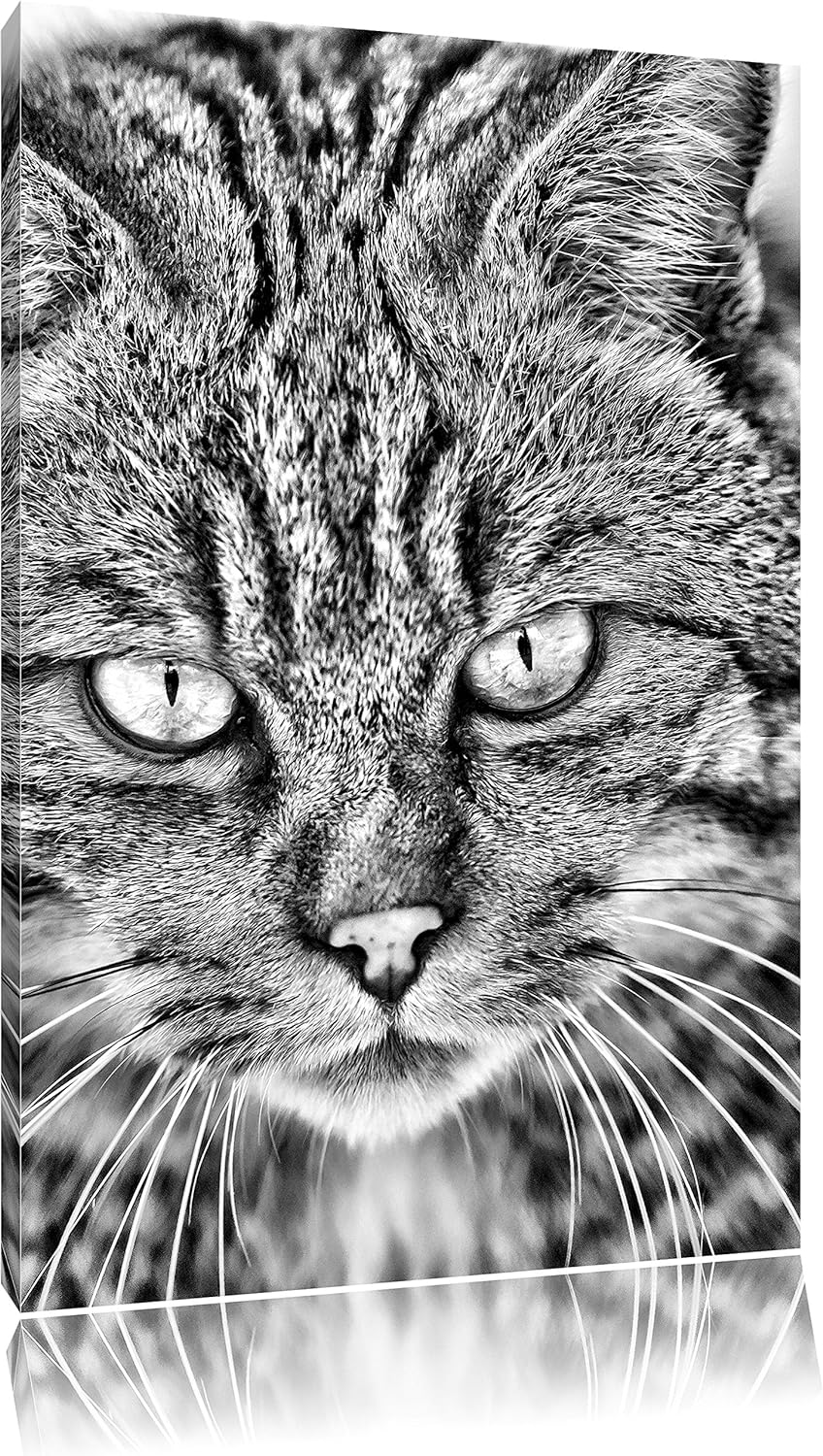 Monocrome, lauernde Manul, Format: 100x70 auf Leinwand, XXL riesige Bilder fertig gerahmt mit Keilra