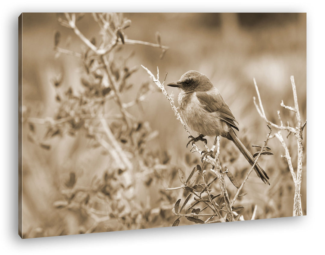 deyoli ein Florida Scrub Jay Format: 100x70 Effekt: Sepia als Leinwand, Motiv fertig gerahmt auf Ech