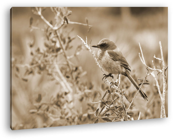 deyoli ein Florida Scrub Jay Format: 100x70 Effekt: Sepia als Leinwand, Motiv fertig gerahmt auf Ech