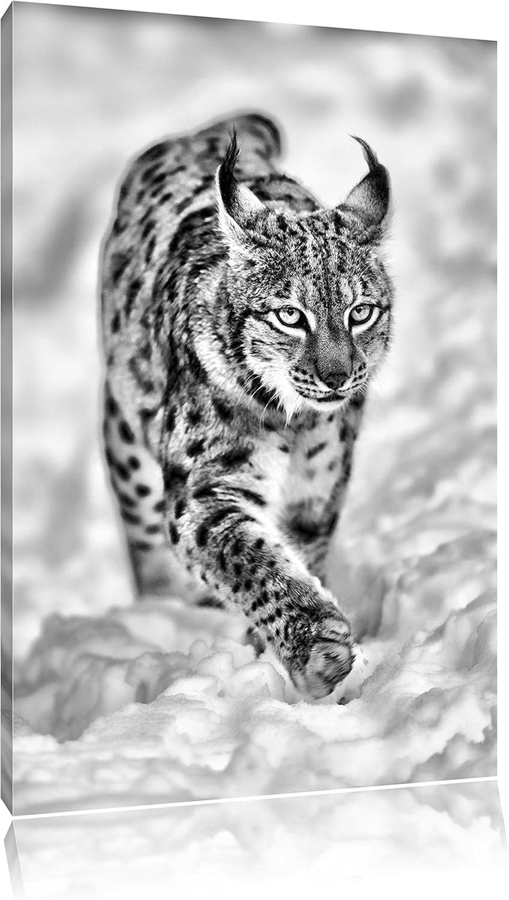 Pixxprint Luchs im Schnee als Leinwandbild/Grösse: 100x70 cm/Wandbild/Kunstdruck/fertig bespannt, 10