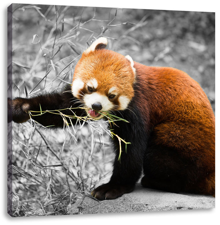 Pixxprint Niedlicher roter Panda als Leinwandbild Quadratisch| Grösse: 70x70 | Wandbild| Kunstdruck