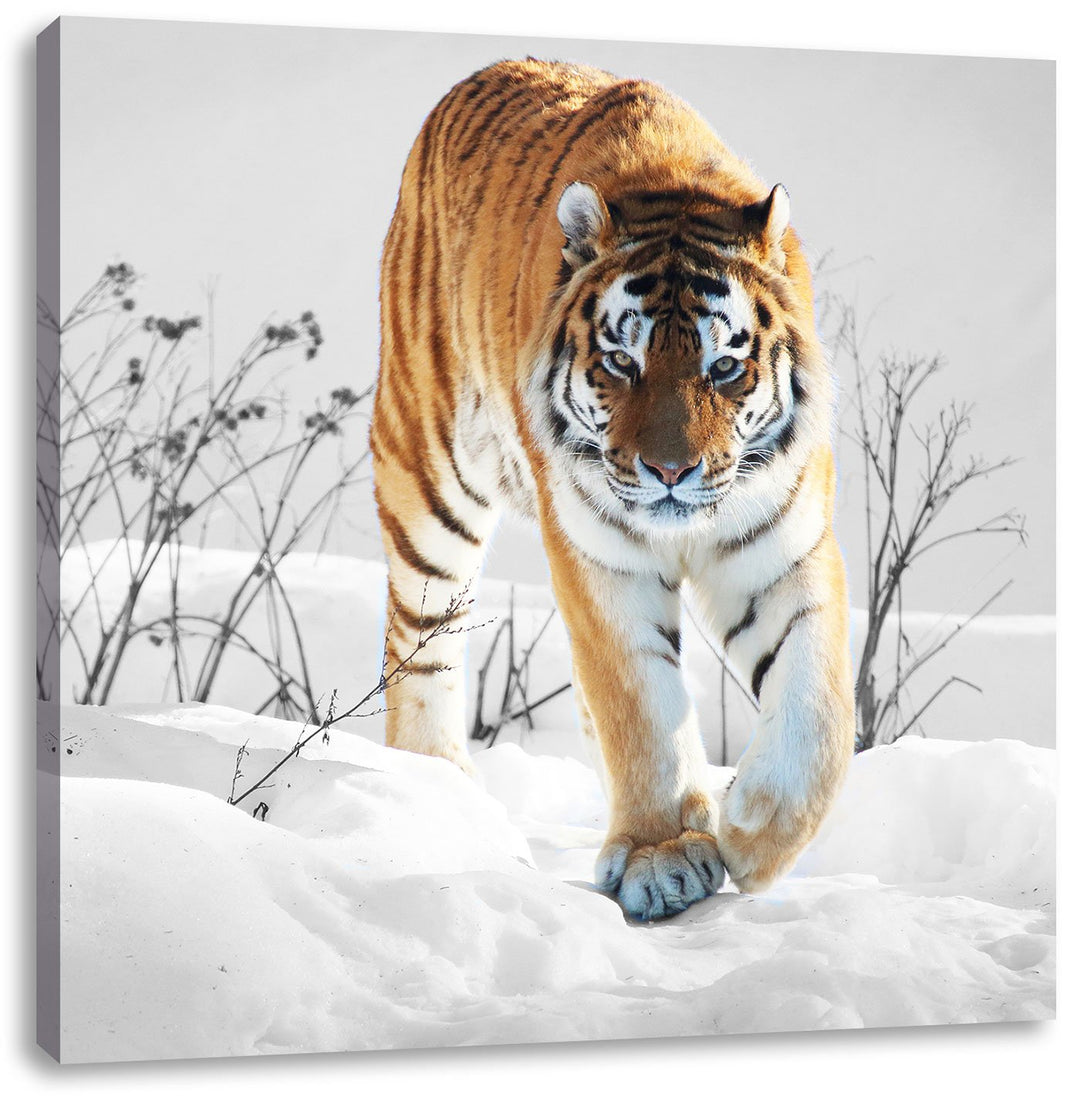 Pixxprint Grosser Wilder Tiger im Schnee als Leinwandbild/Grösse: 70x70 cm/Wandbild/Kunstdruck/ferti