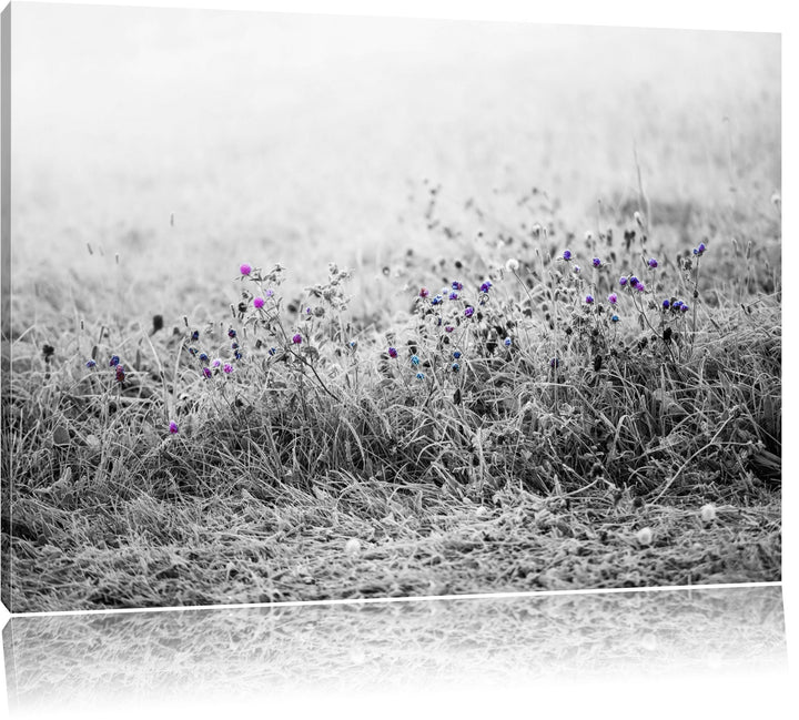 Distel Feld im Retro Look schwarz/weiss Format: 100x70 auf Leinwand, XXL riesige Bilder fertig gerah