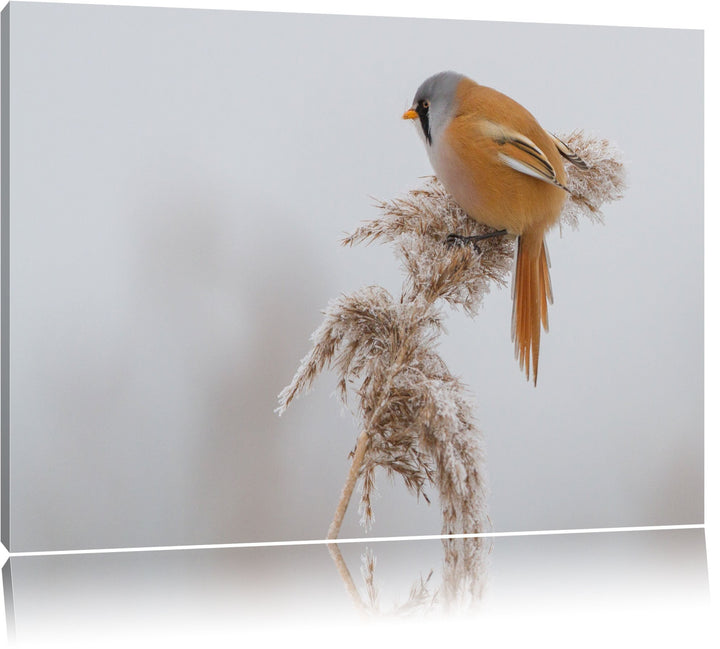 kleiner Vogel auf Weizen im Winter Leinwand, XXL riesige Bilder fertig gerahmt mit Keilrahmen, Kunst