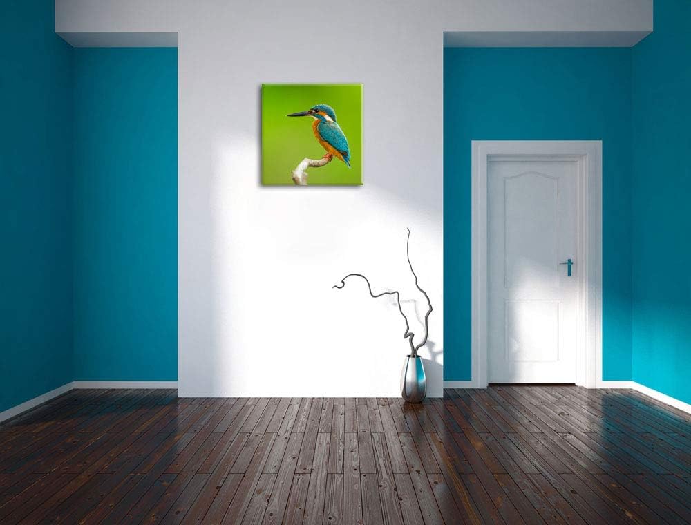 Kleiner Eisvogel, Format: 70x70 auf Leinwand, XXL riesige Bilder fertig gerahmt mit Keilrahmen, Kuns