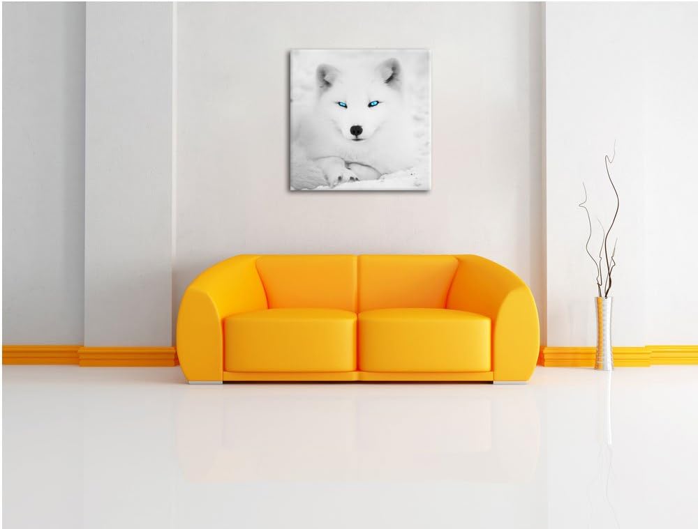 Pixxprint liegender Polarfuchs mit strahlenden Augen schwarz/weiss, Format: 70x70 auf Leinwand, XXL
