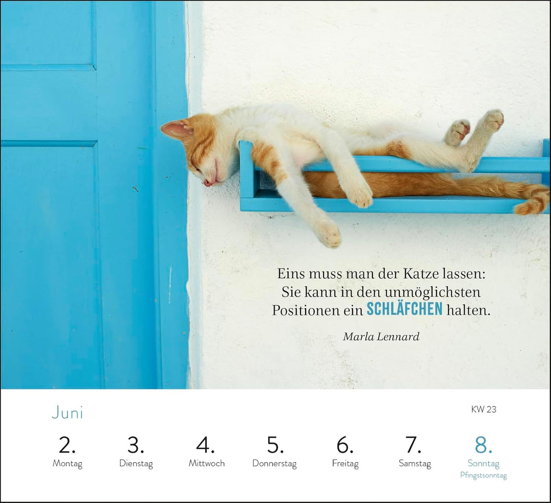 Wochenkalender 2025: Kluge Katzen: Katzenkalender zum Aufstellen mit Wochenkalendarium, Tischkalende