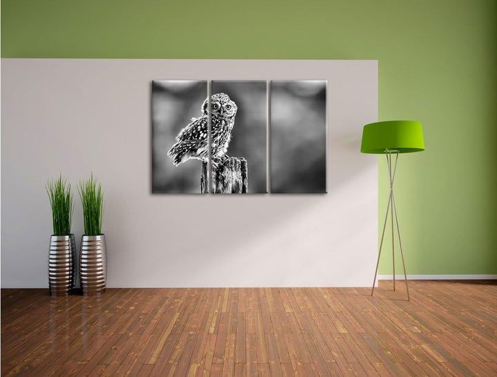 Pixxprint Lustige kleine Eule als Leinwandbild | Grösse: 3 Teilig (120x80) | Wandbild| Kunstdruck |