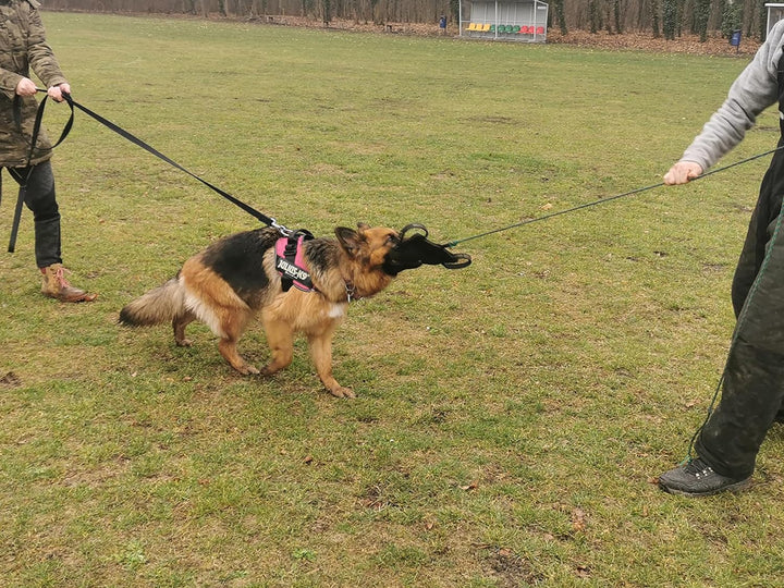 Dingo Gear Beisskissen Keilform Mini Weicher aus Baumwolle-Nylon Schwarz Welpen und Junge Hunde Ausb