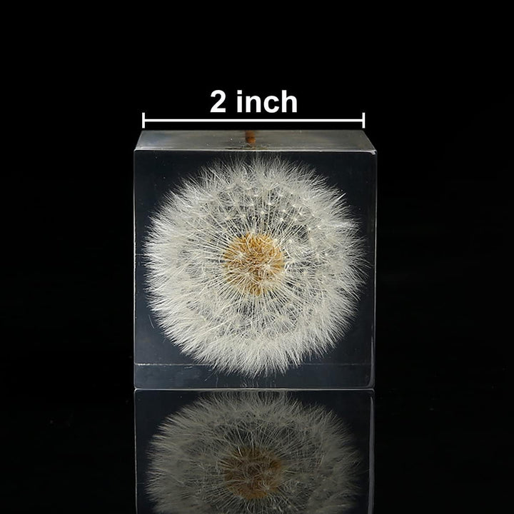 DESHINTKE Briefbeschwerer mit Pusteblume in Würfelform, mit Holzbox, 5,1 cm, transparent, echte Löwe