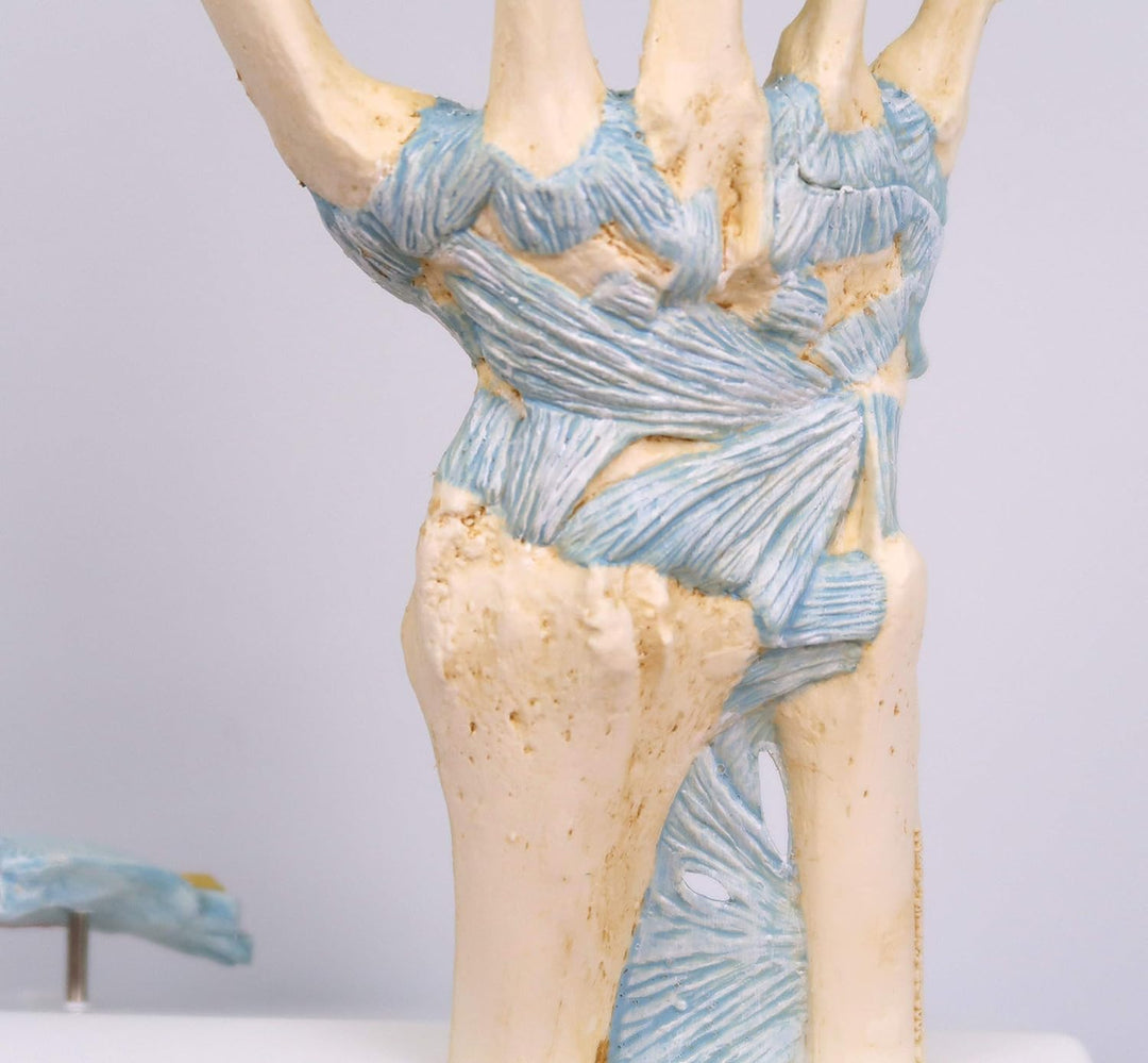 3B Scientific Menschliche Anatomie - Modell des Handskeletts mit Bändern und Karpaltunnel + kostenlo