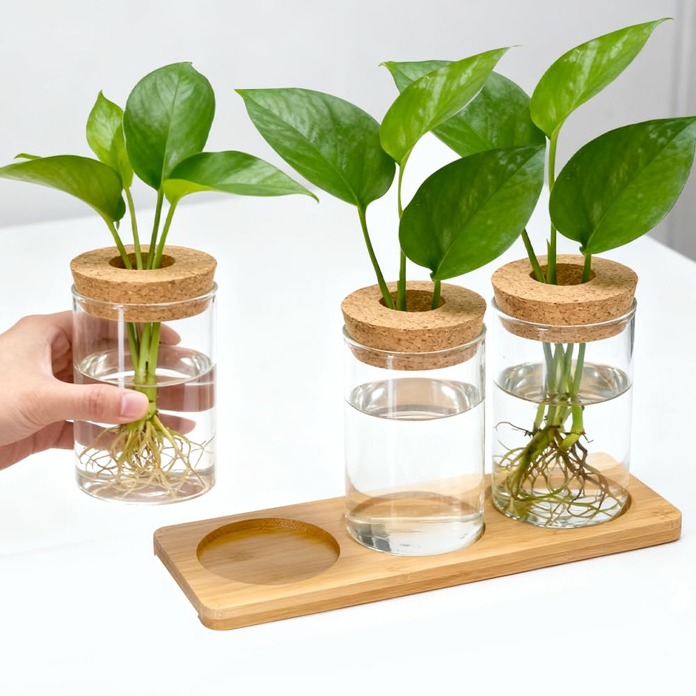 3Stk Pflanzenterrarium Hydrokultur Vermehrungsstation Pflanzen Anzuchtstation Ableger Pflanzen Glas