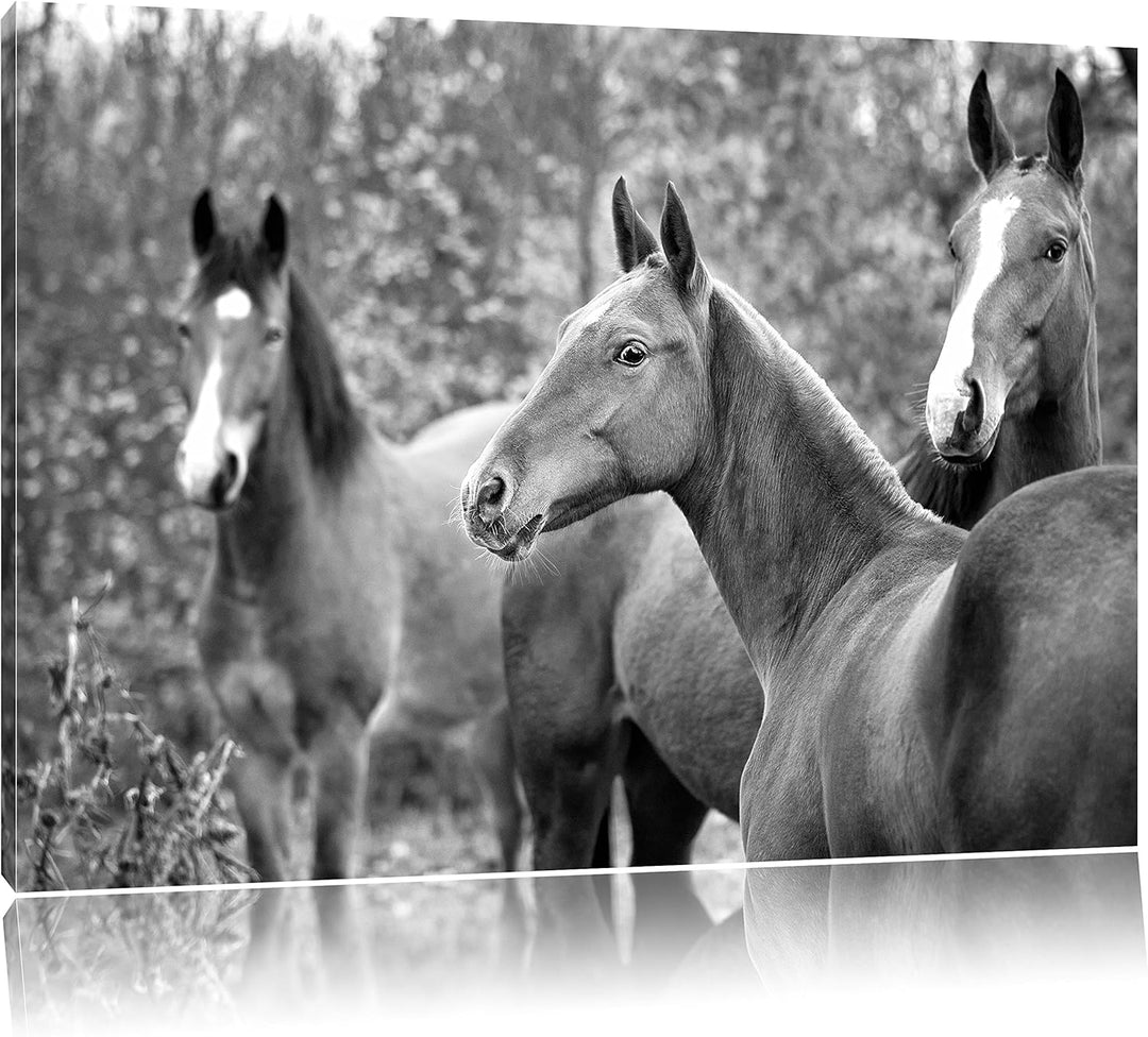 Pixxprint Pferde auf der Wiese als Leinwandbild/Grösse: 100x70 cm/Wandbild/Kunstdruck/fertig bespann