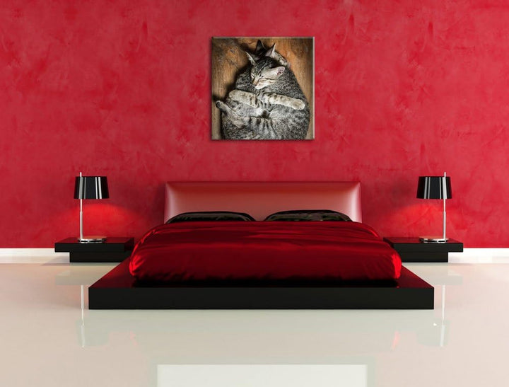 Kuschelnde Katzen, Format: 70x70 auf Leinwand, XXL riesige Bilder fertig gerahmt mit Keilrahmen, Kun