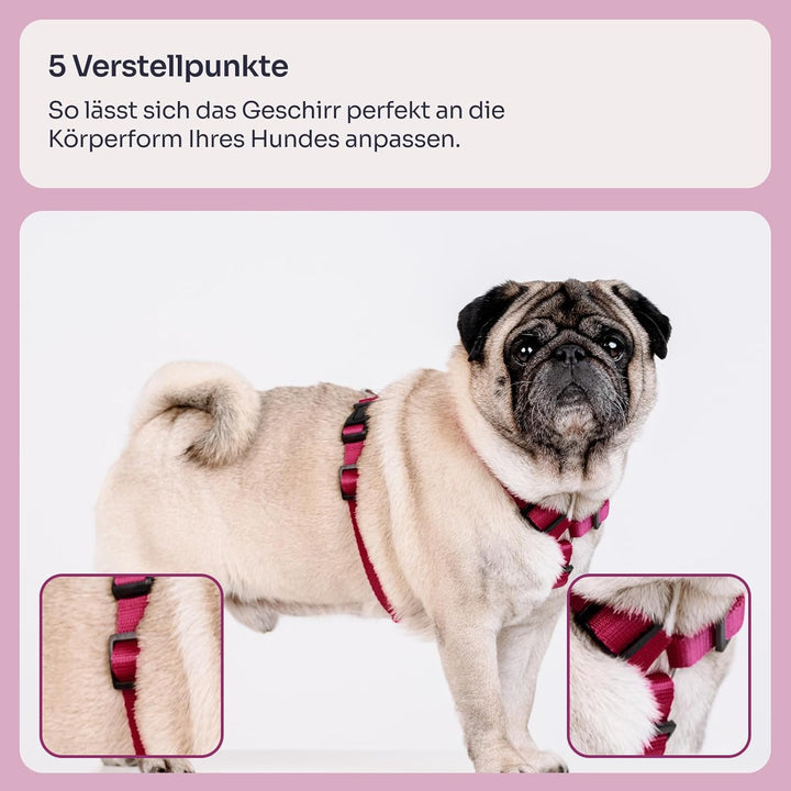 Chaba Guard Hundegeschirr für kleine und mittelgrosse Hunde mit Kontrolle, Anti-Zug &amp; Würgen, Verste