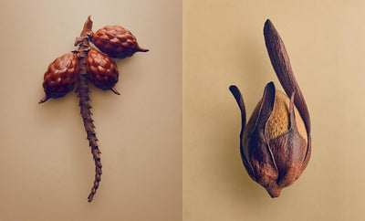 The Hidden Beauty of Seeds & Fruits: The Botanical Photography of Levon Biss, Gebundenes Buch