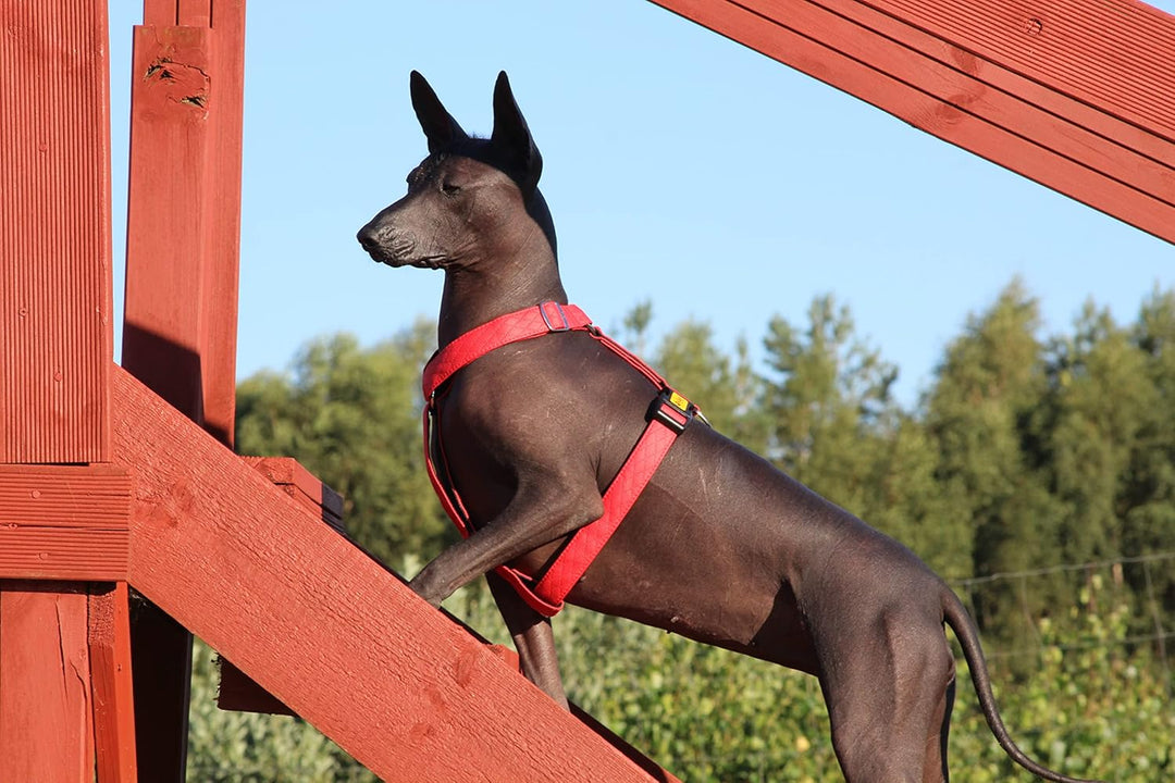 Dingo Hundegeschirre Guard Terra FIRE Grosse M (2,0 cm; B: 38-70 cm) Rot 94419 M Rot, M Rot