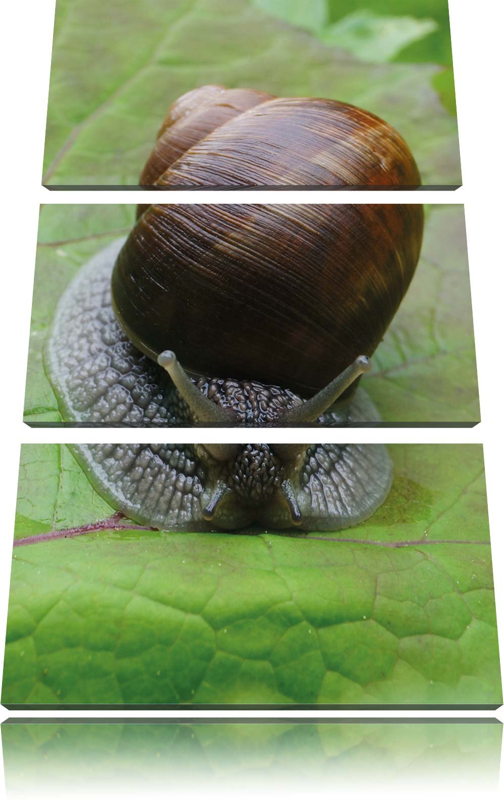 Pixxprint Weinbergschnecke auf Blatt 3-Teiler Leinwandbild 120x80 Bild auf Leinwand