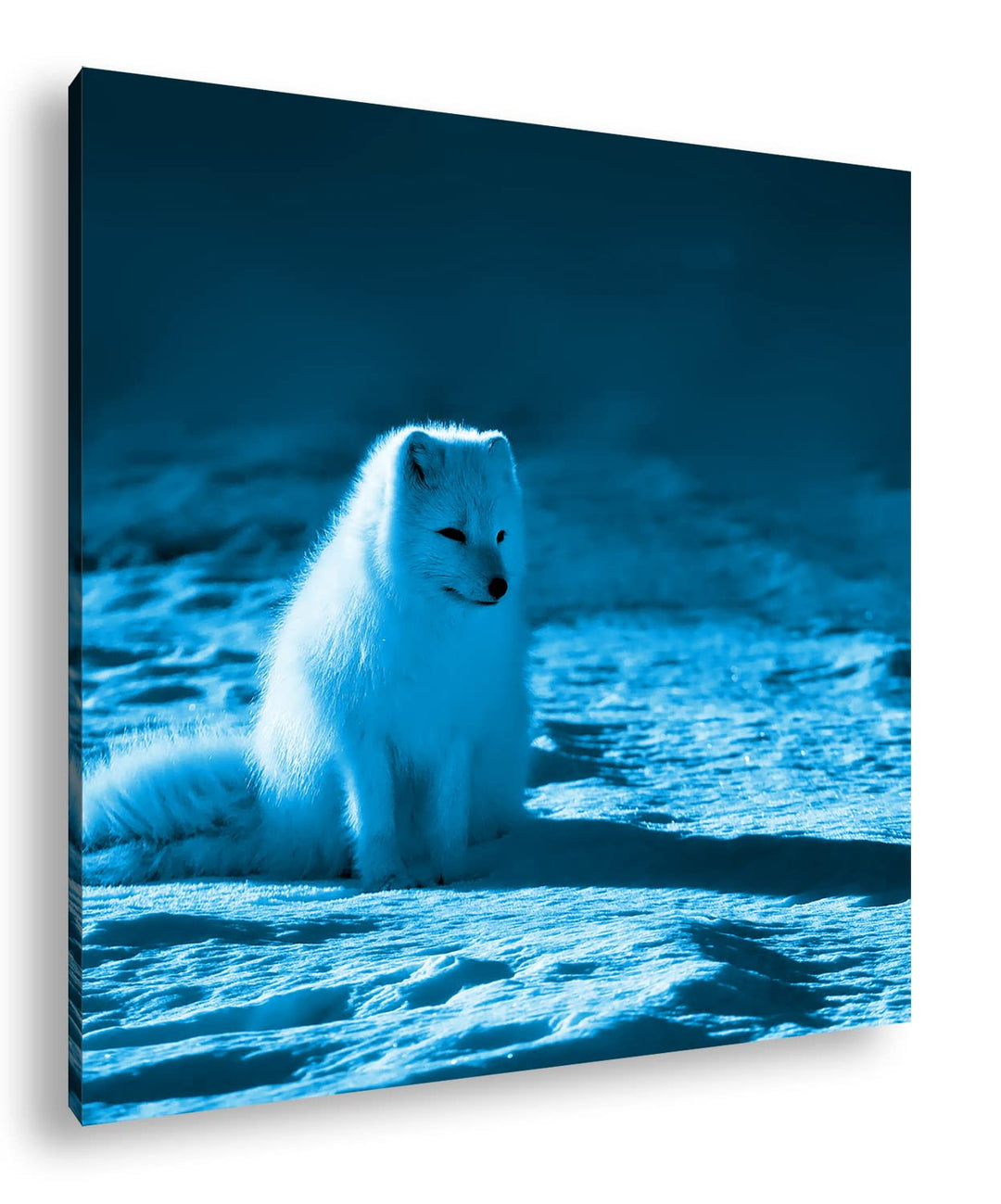 deyoli Arktischer Polarfuchs Format: 70x70 Effekt: Zeichnung als Leinwandbild, Motiv auf Echtholzrah