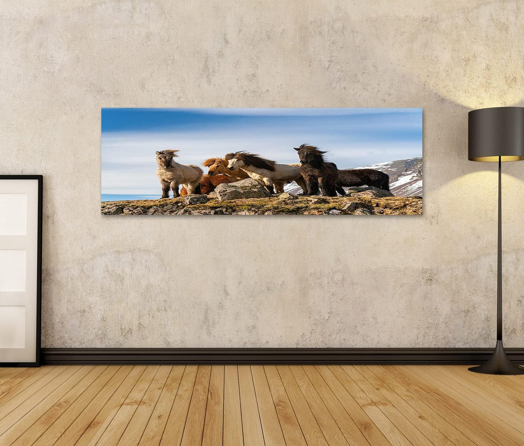 islandburner Bild auf Leinwand Isländische Pferde Pferderasse Geschaffen Island Schöne Winterausgabe