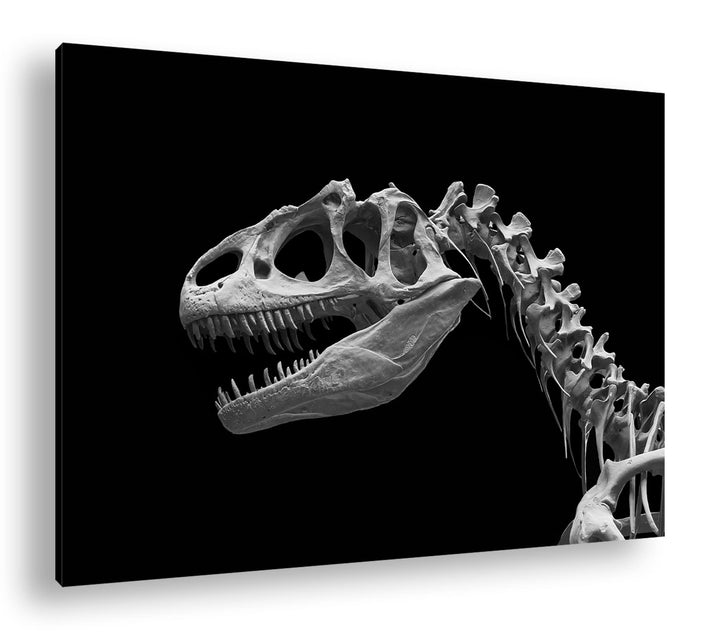 deyoli Allosaurus Skelett Format: 80x60 Effekt: Schwarz&Weiss als Leinwandbild, Motiv fertig gerahmt