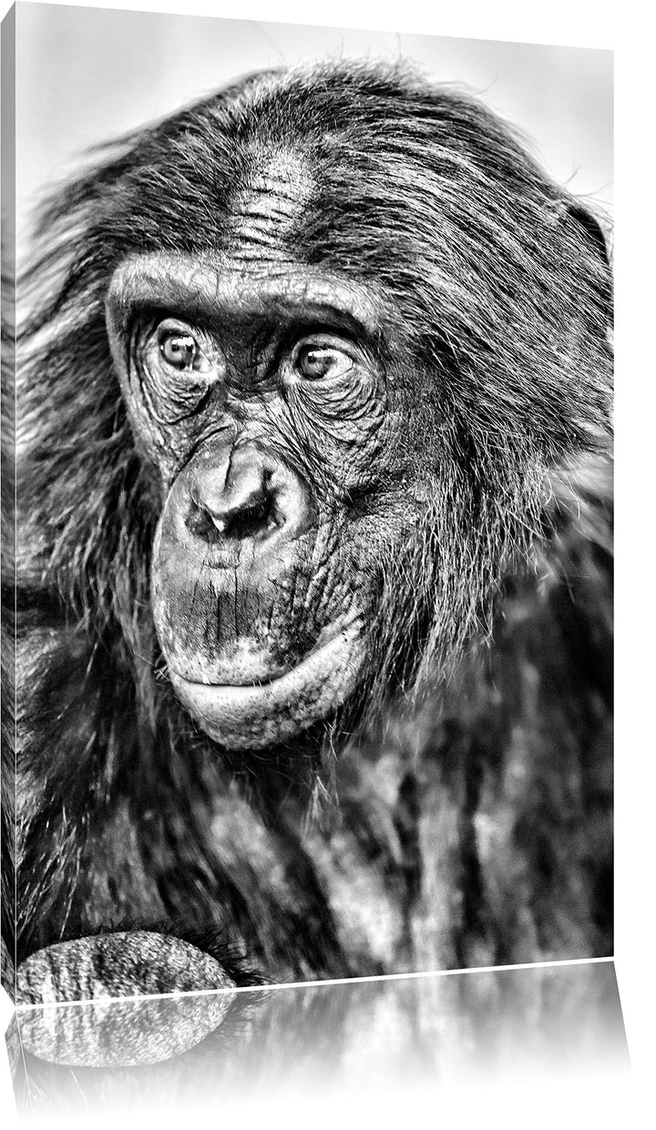 Pixxprint scheuer junger Gorilla als Leinwandbild/Grösse: 100x70 cm/Wandbild/Kunstdruck/fertig bespa