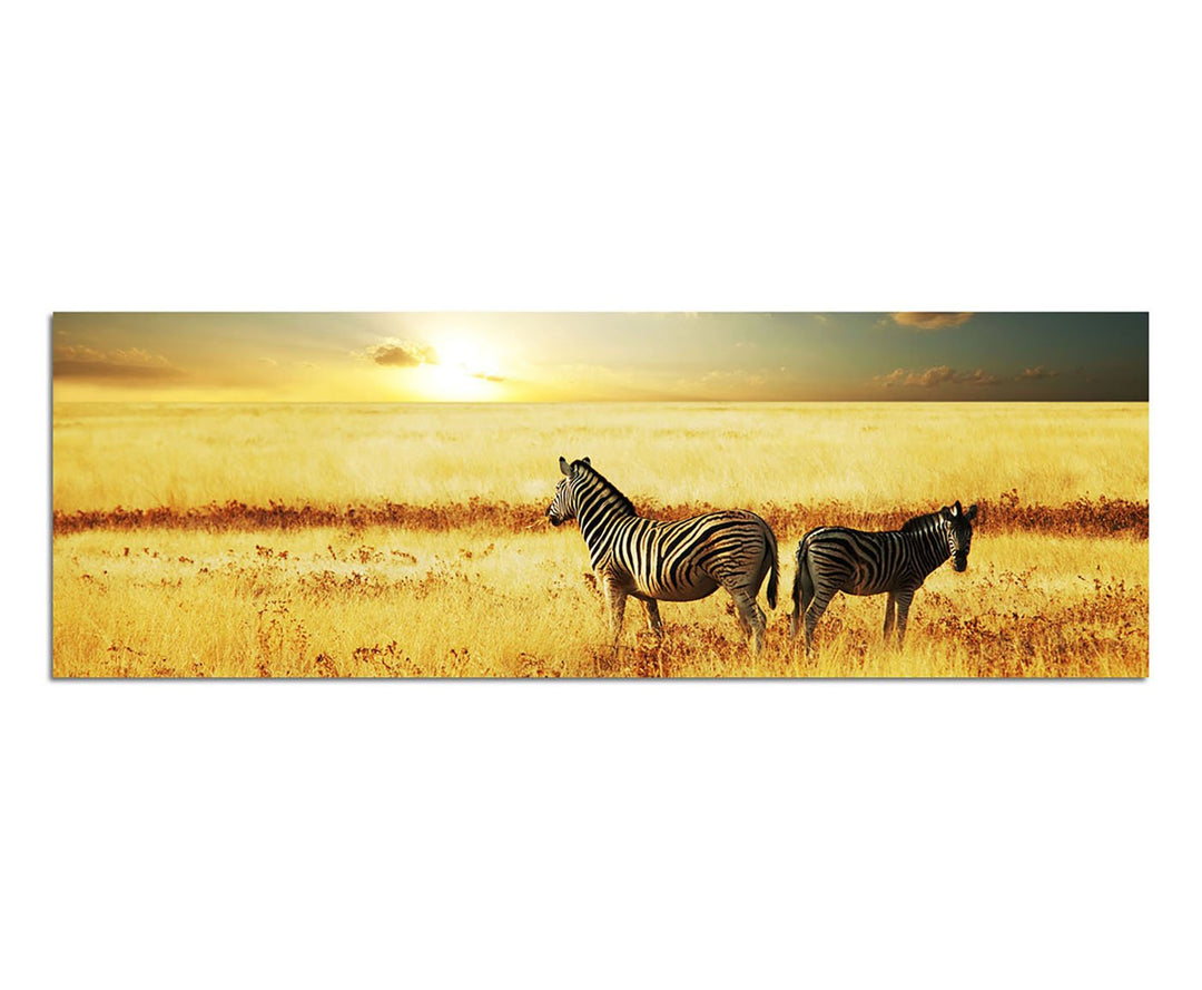 Paul Sinus Art Panoramabild auf Leinwand und Keilrahmen 150x50cm Afrika Zebras Wiese Sonnenuntergang