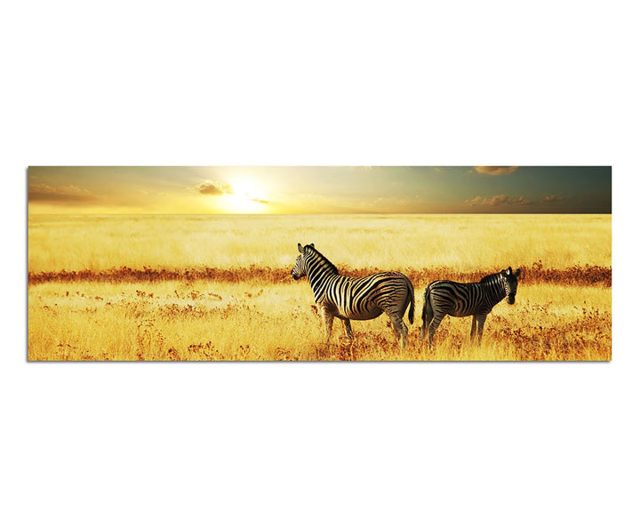 Paul Sinus Art Panoramabild auf Leinwand und Keilrahmen 150x50cm Afrika Zebras Wiese Sonnenuntergang