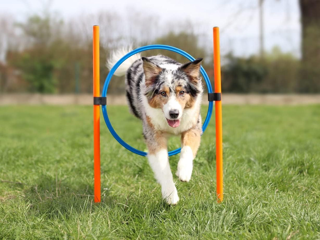 Lemodo Agility Set für kleine und mittlere Hunde | Hundetraining mit Agility Hürde, Hundetunnel und