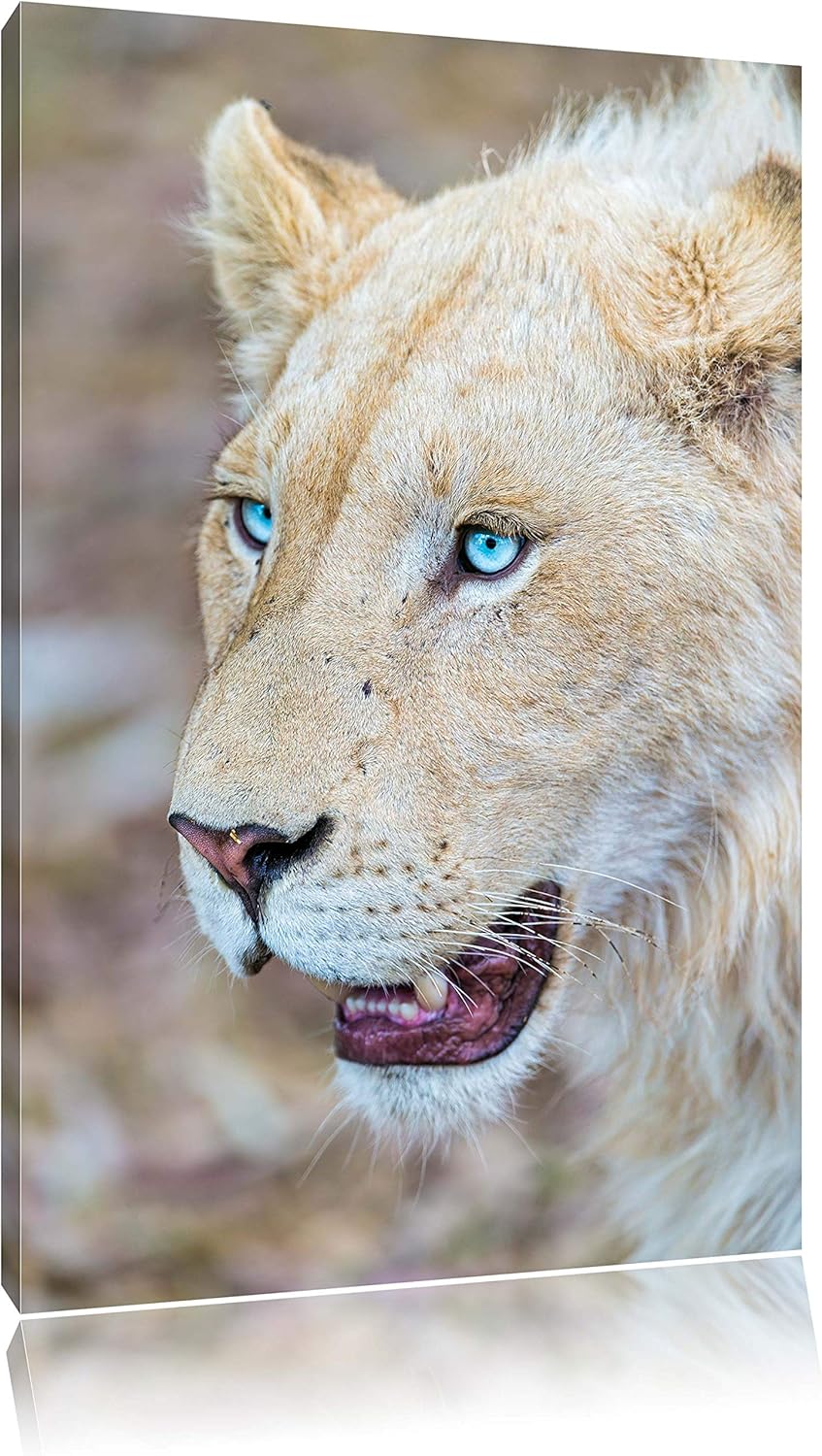 Pixxprint schöne weisse Löwin auf Leinwand, XXL riesige Bilder fertig gerahmt mit Keilrahmen, Kunstd