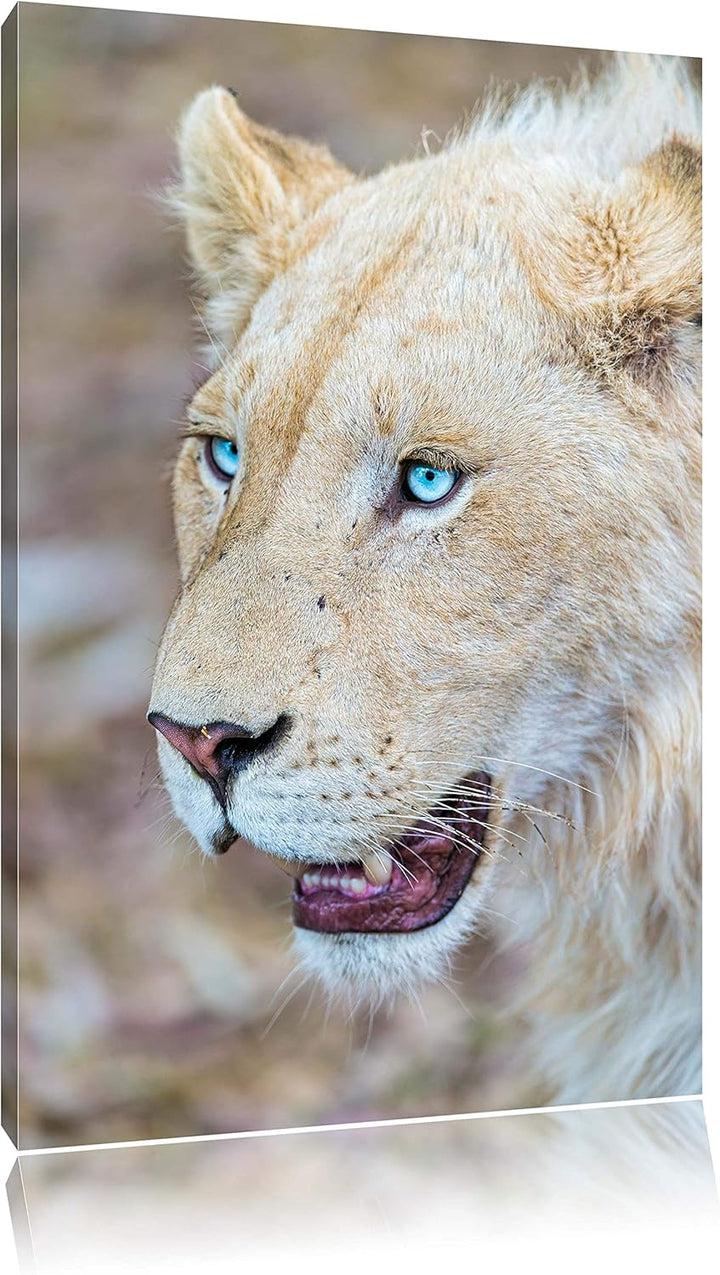 Pixxprint schöne weisse Löwin auf Leinwand, XXL riesige Bilder fertig gerahmt mit Keilrahmen, Kunstd