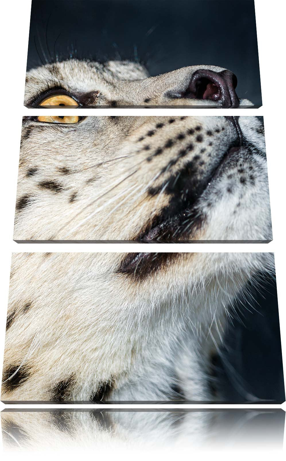 Pixxprint aufschauender Schneeleopard als Leinwandbild - Grösse: 3-Teilig (120x80cm) - Wandbild - Ku